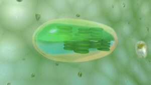 Exploring the Plant Cell in Virtual Reality: An Immersive Learning Experience